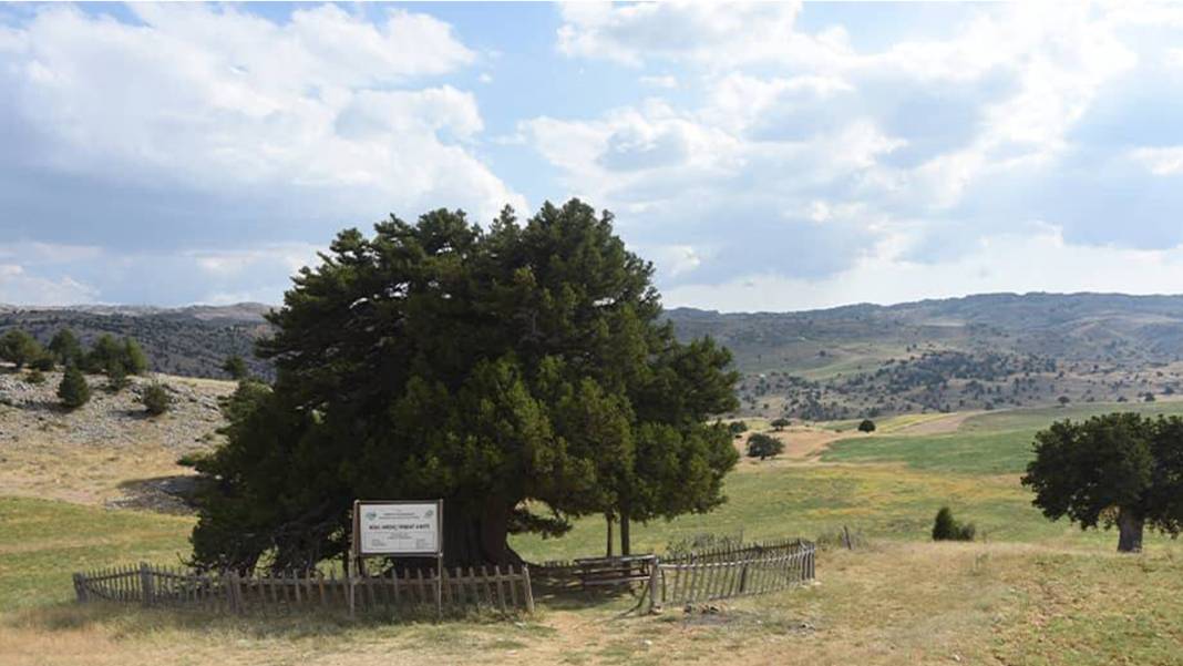 Konya'da asırlara kafa tutuyor: Dünyanın en yaşlı ikincisi 1